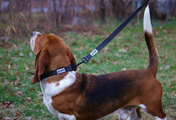 Bamboo Leashes for Dogs by Bamboo Zoom – Bamboo Groom